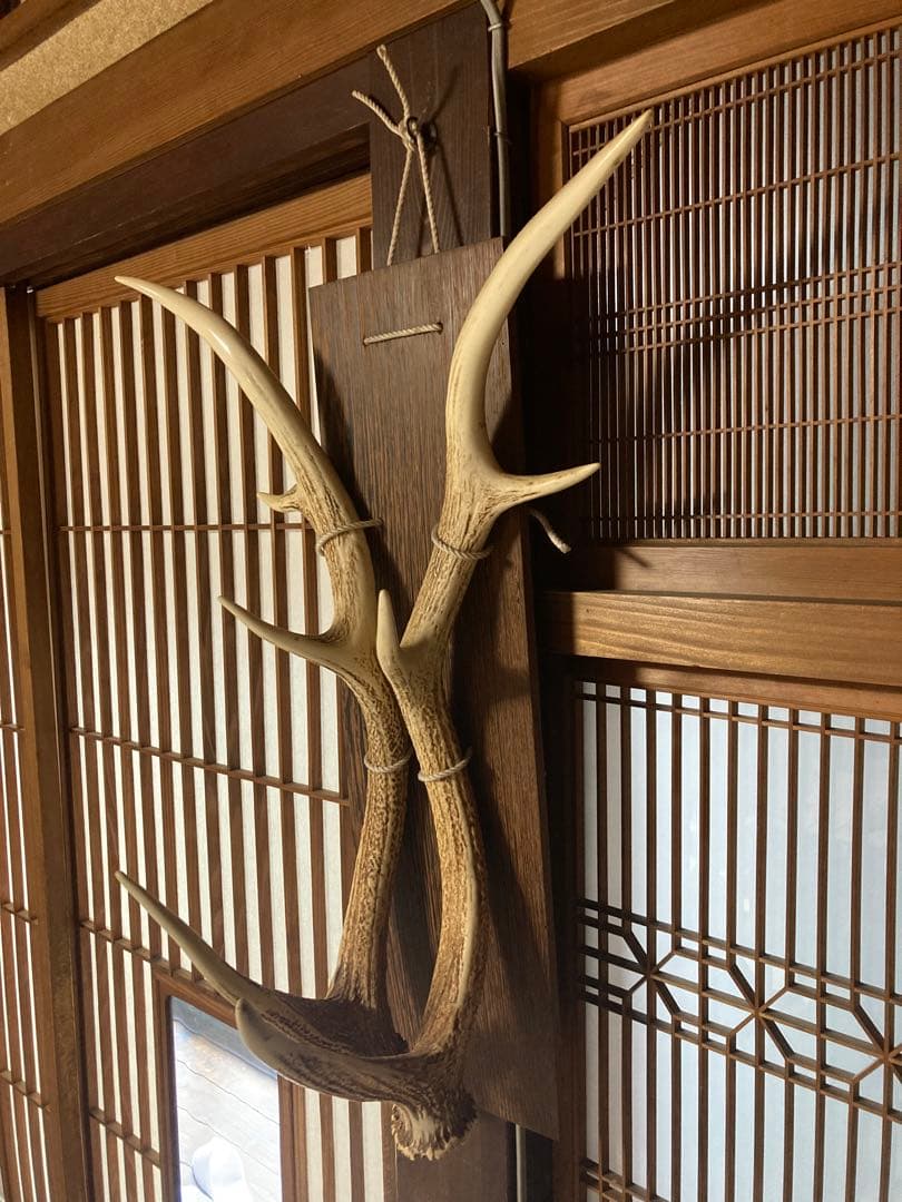 鹿の角 壁掛け インテリア