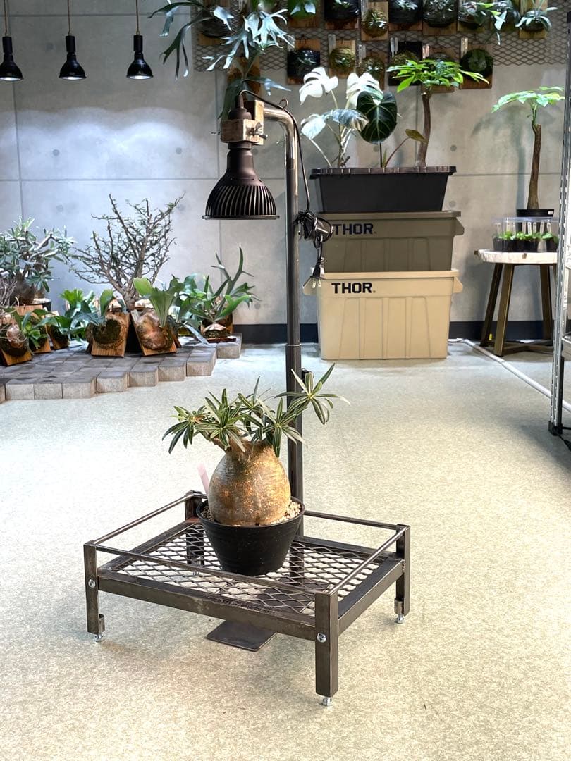 1台現品　塗装前完成品　ミニ植物棚　ライト特別使用。電源用ライトソケット付き。