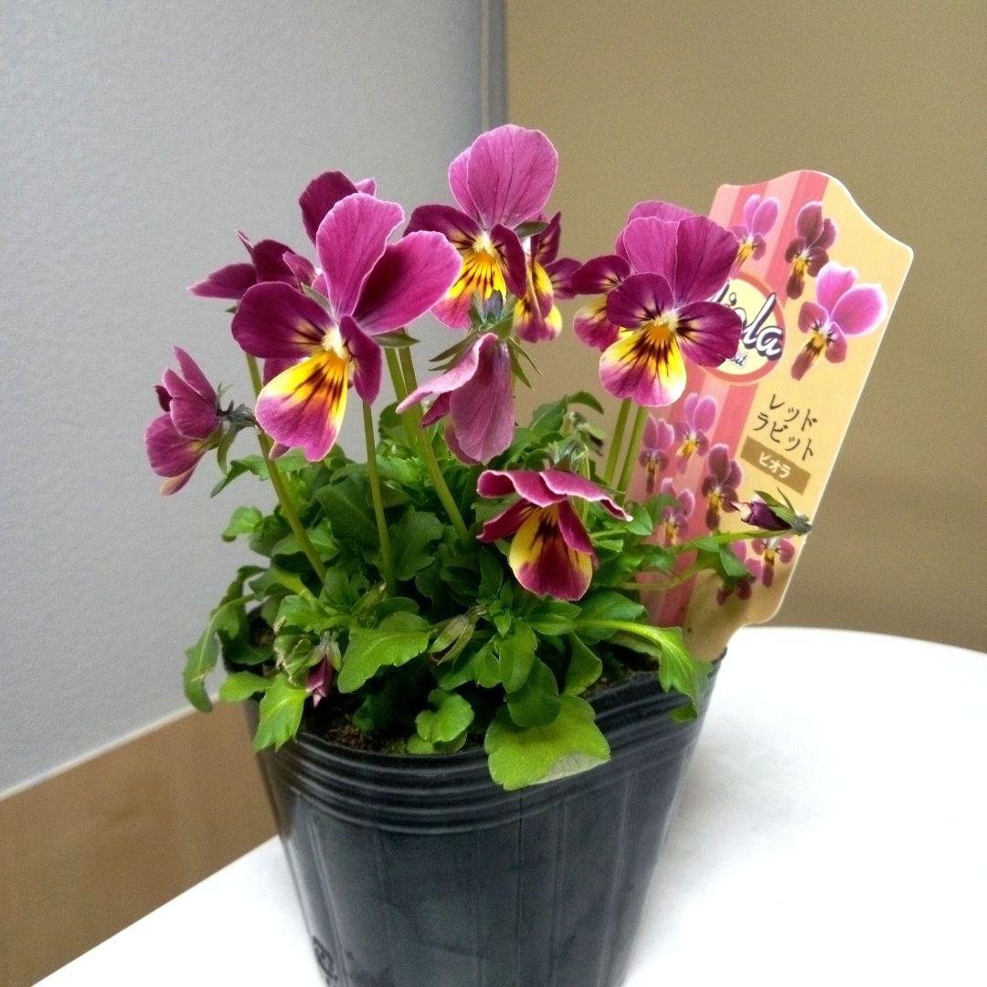 ポットのまま発送】ビオラ レッドラビット 1苗 - メルカリ