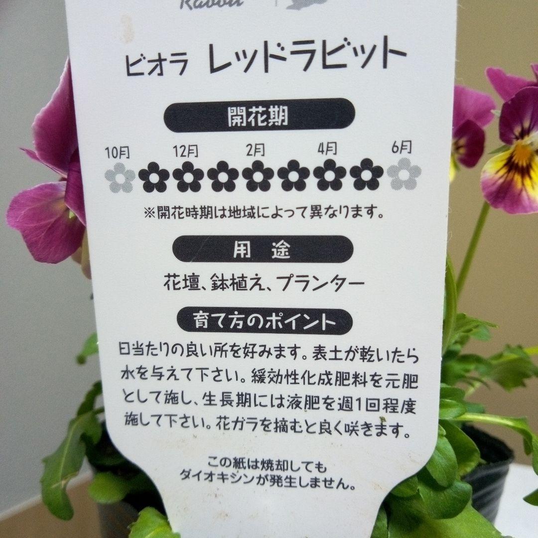 ポットのまま発送】ビオラ レッドラビット 1苗 - メルカリ