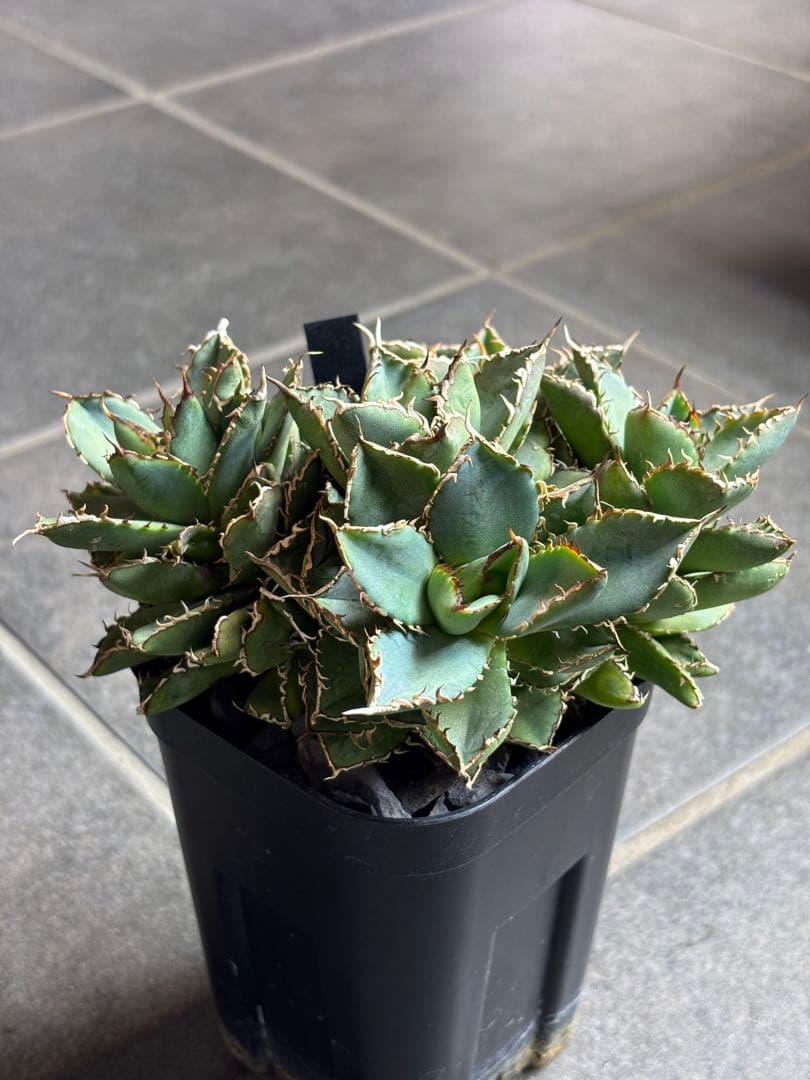 【アガベ】フィリグリー 圓葉拇指　多頭