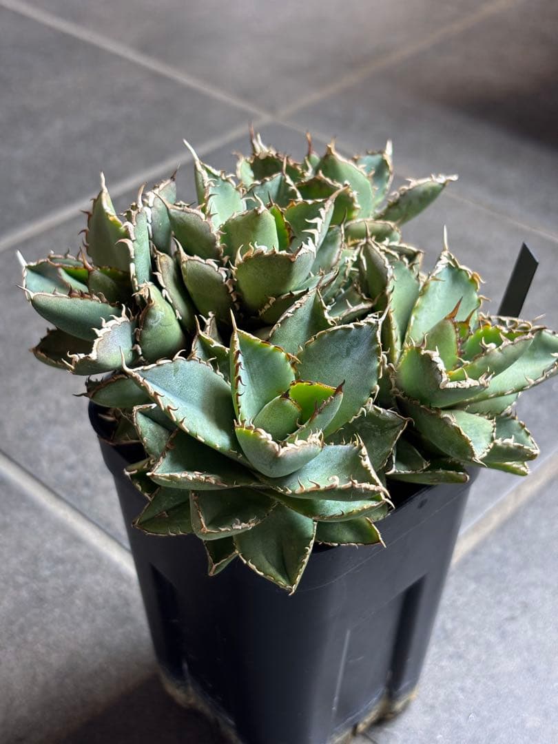 【アガベ】フィリグリー 圓葉拇指　多頭