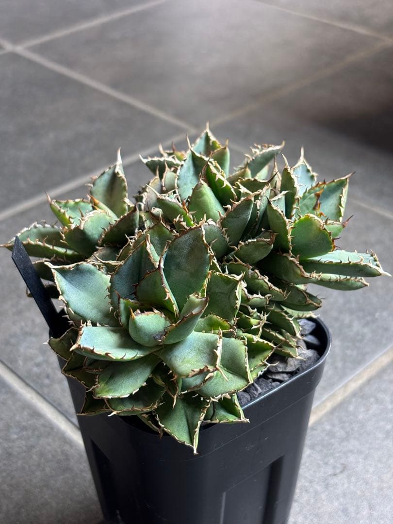 【アガベ】フィリグリー 圓葉拇指　多頭