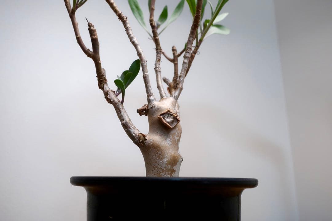 希少 コレクション株 オトンナ パキポダ