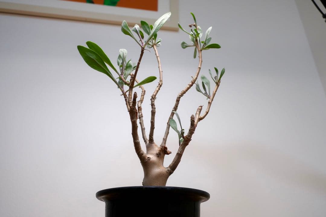 希少 コレクション株 オトンナ パキポダ