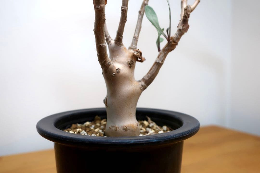 希少 コレクション株 オトンナ パキポダ