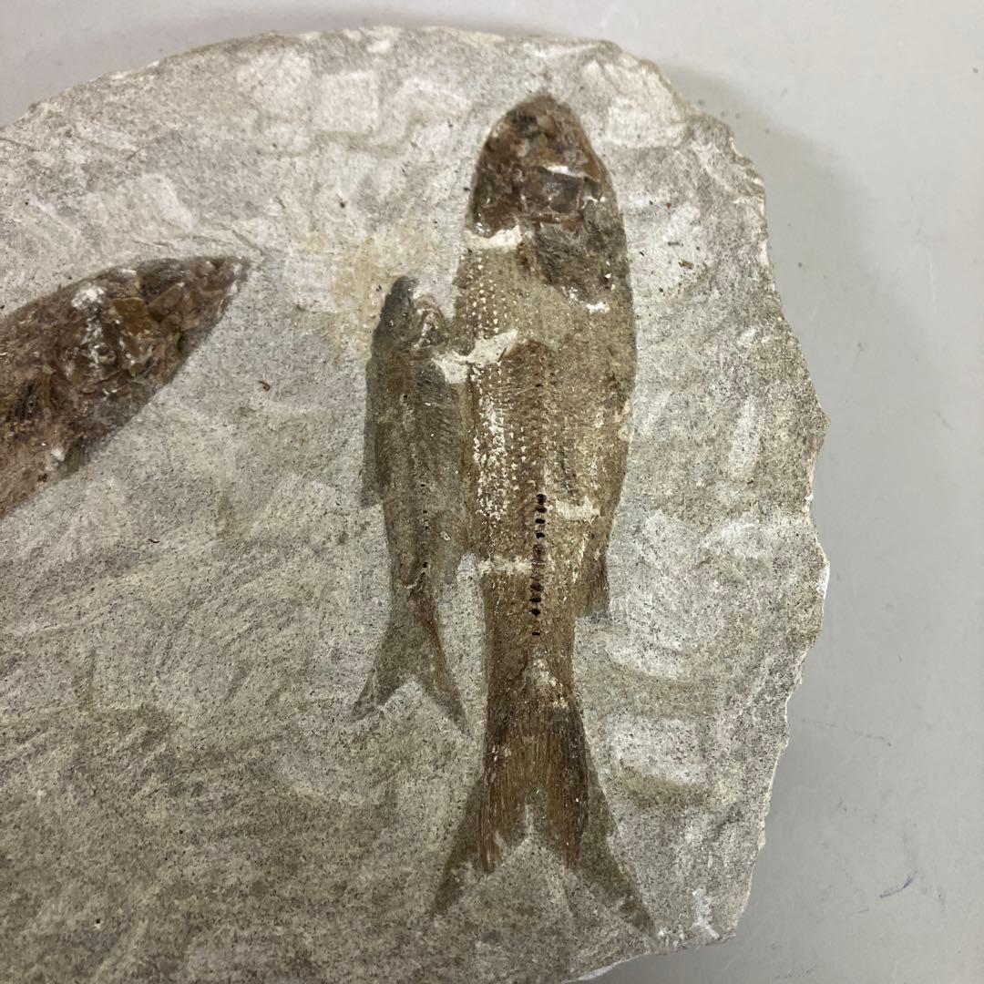 E-4 希少 魚の化石 2匹セット 古代魚 標本 石板 インテリア 置物 観賞用