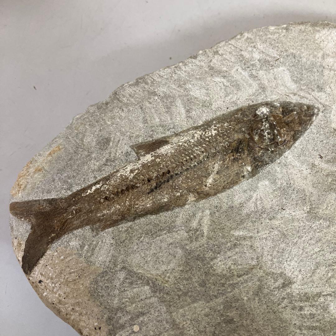 E-4 希少 魚の化石 2匹セット 古代魚 標本 石板 インテリア 置物 観賞用