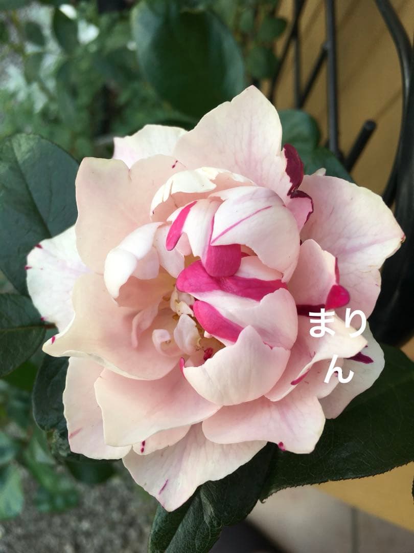 レア薔薇】【ラベル付】【正規品】イチゴイチエ 一期一会