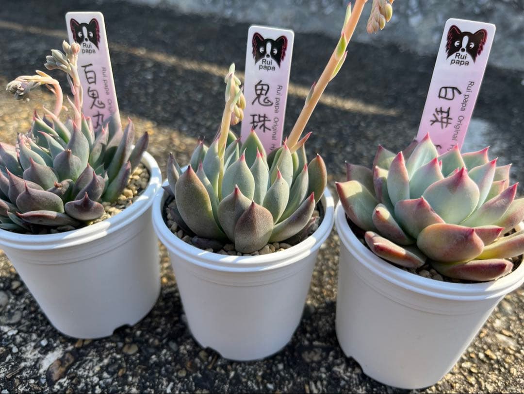 多肉植物 ルイパパさん苗 命名株 - メルカリ