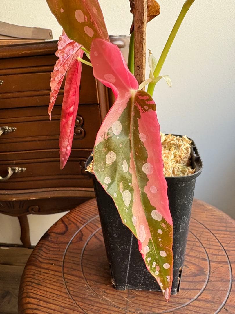 ベゴニア マクラータ 斑入り 3号鉢