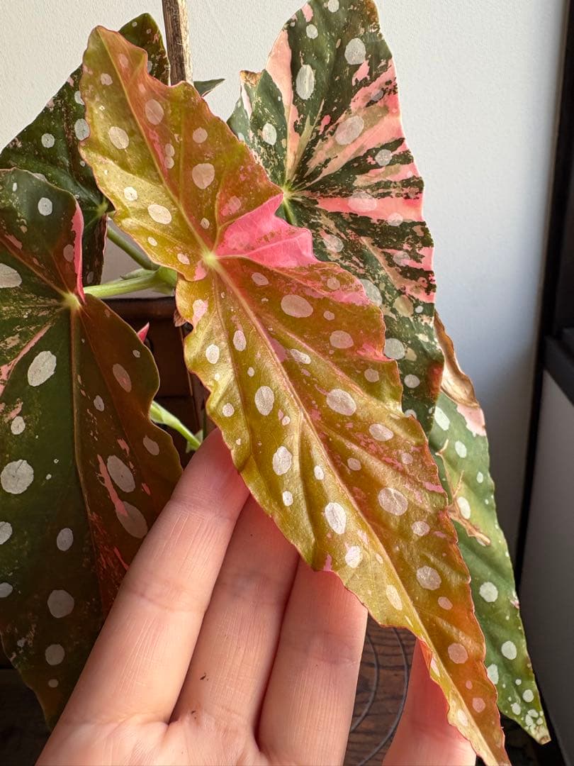 ベゴニア マクラータ 斑入り 3号鉢