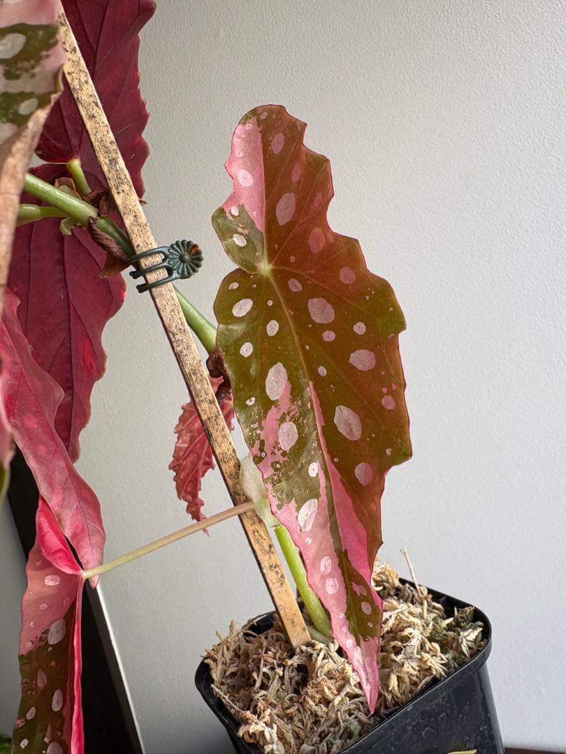 ベゴニア マクラータ 斑入り 3号鉢