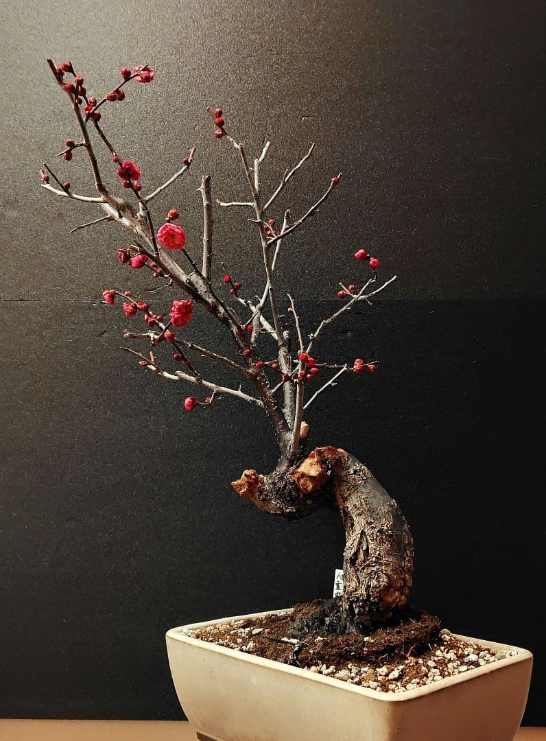 八重寒紅！梅盆栽！