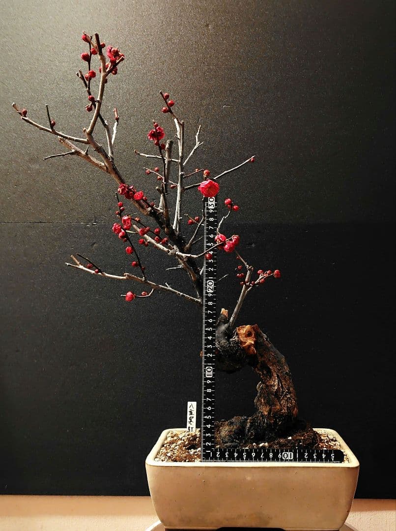 八重寒紅！梅盆栽！