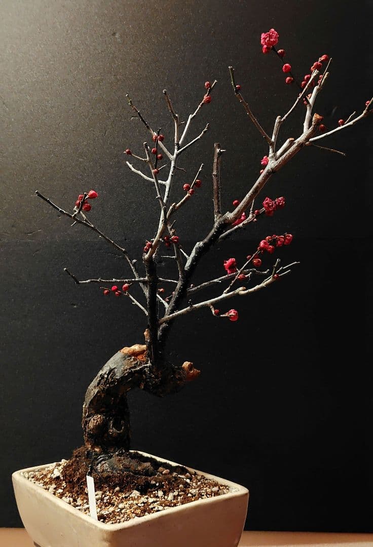 八重寒紅！梅盆栽！