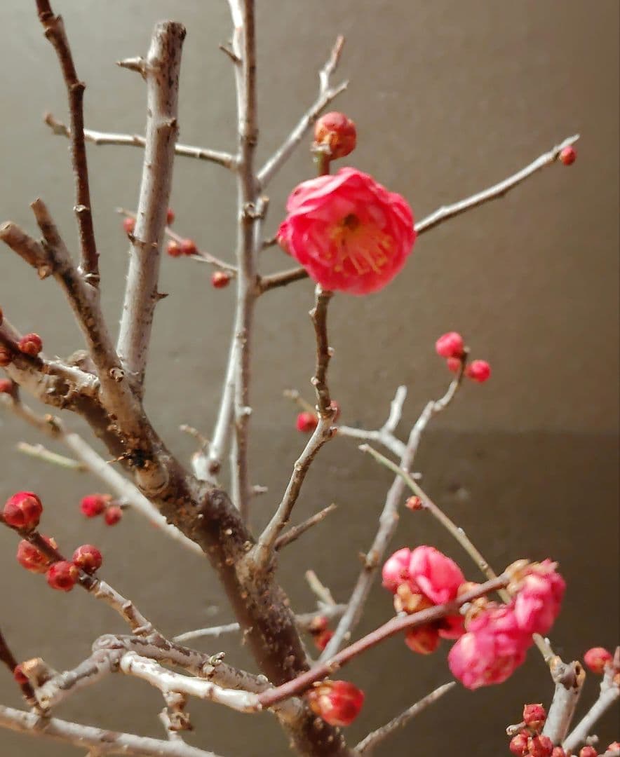 八重寒紅！梅盆栽！