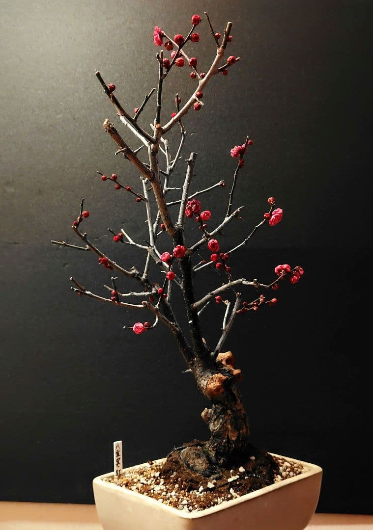 八重寒紅！梅盆栽！