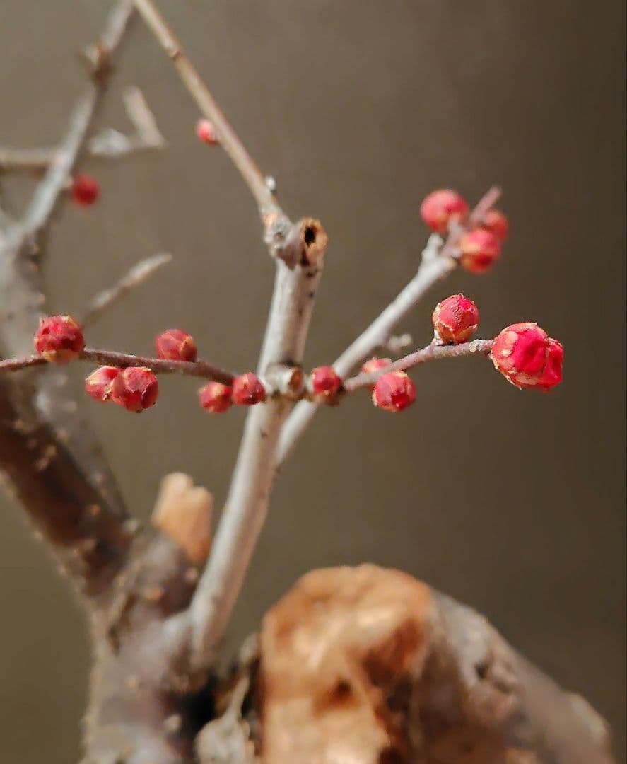 八重寒紅！梅盆栽！