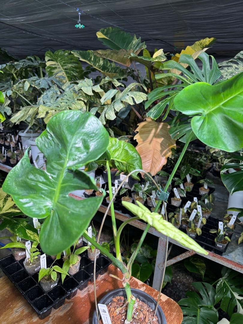 モンステラ・デリシオーサ 個性的な葉形 葉形がユニークな個体 - メルカリ