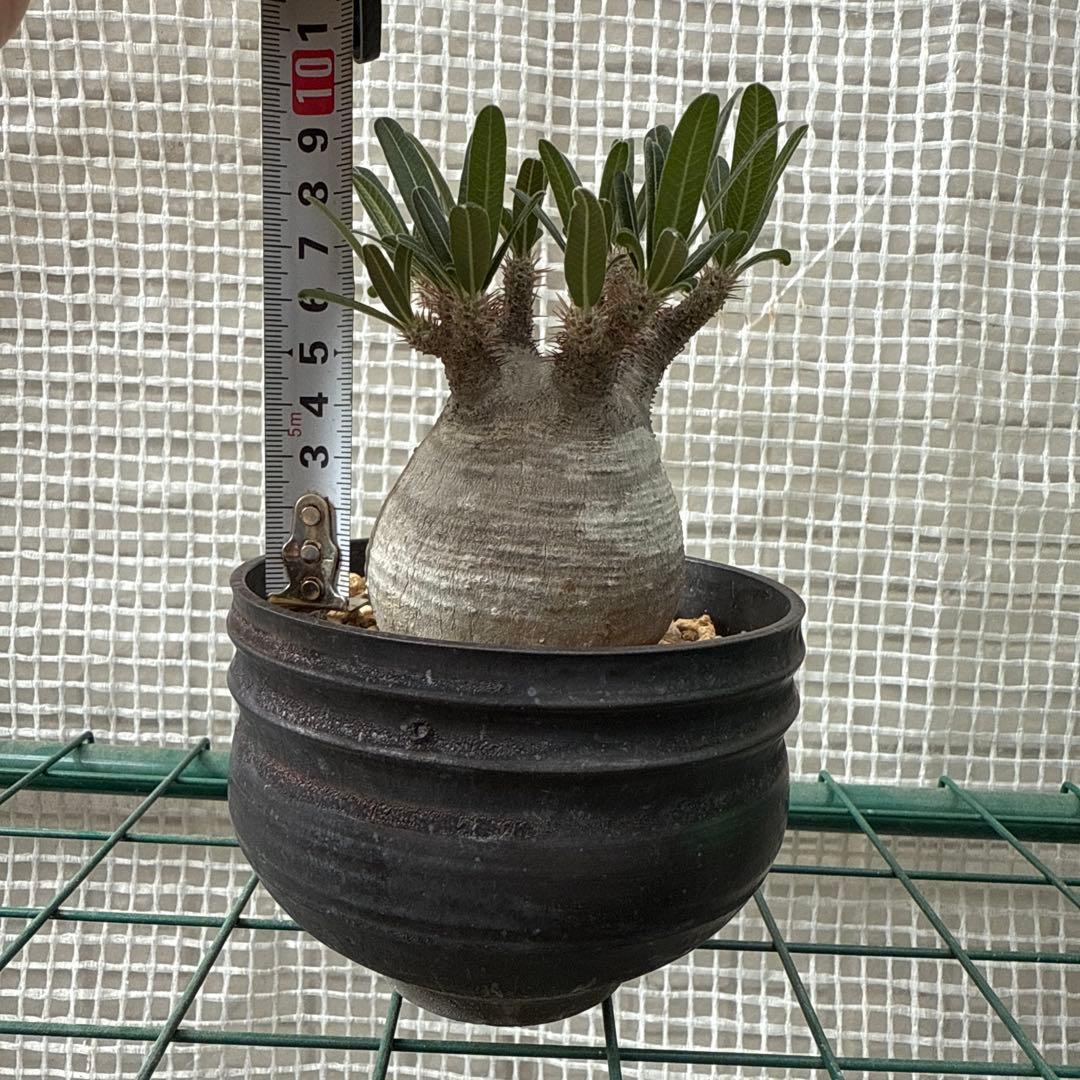 25/6/7出品　パキポディウムグラキリス(現地球)閑野淳 (鉢込み)