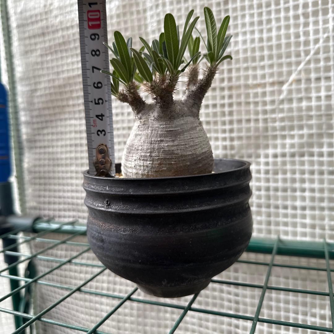 25/6/7出品　パキポディウムグラキリス(現地球)閑野淳 (鉢込み)