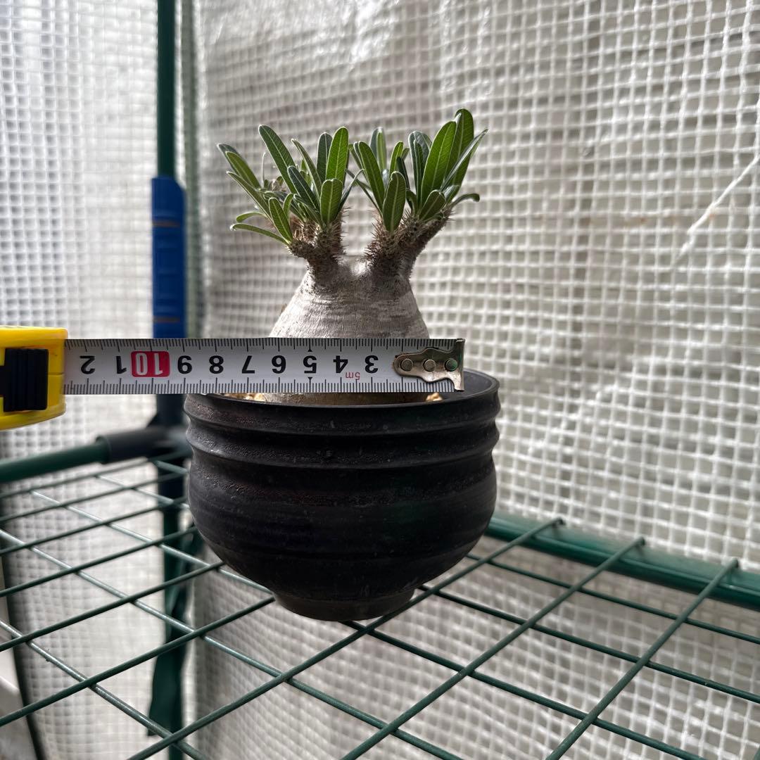 25/6/7出品　パキポディウムグラキリス(現地球)閑野淳 (鉢込み)