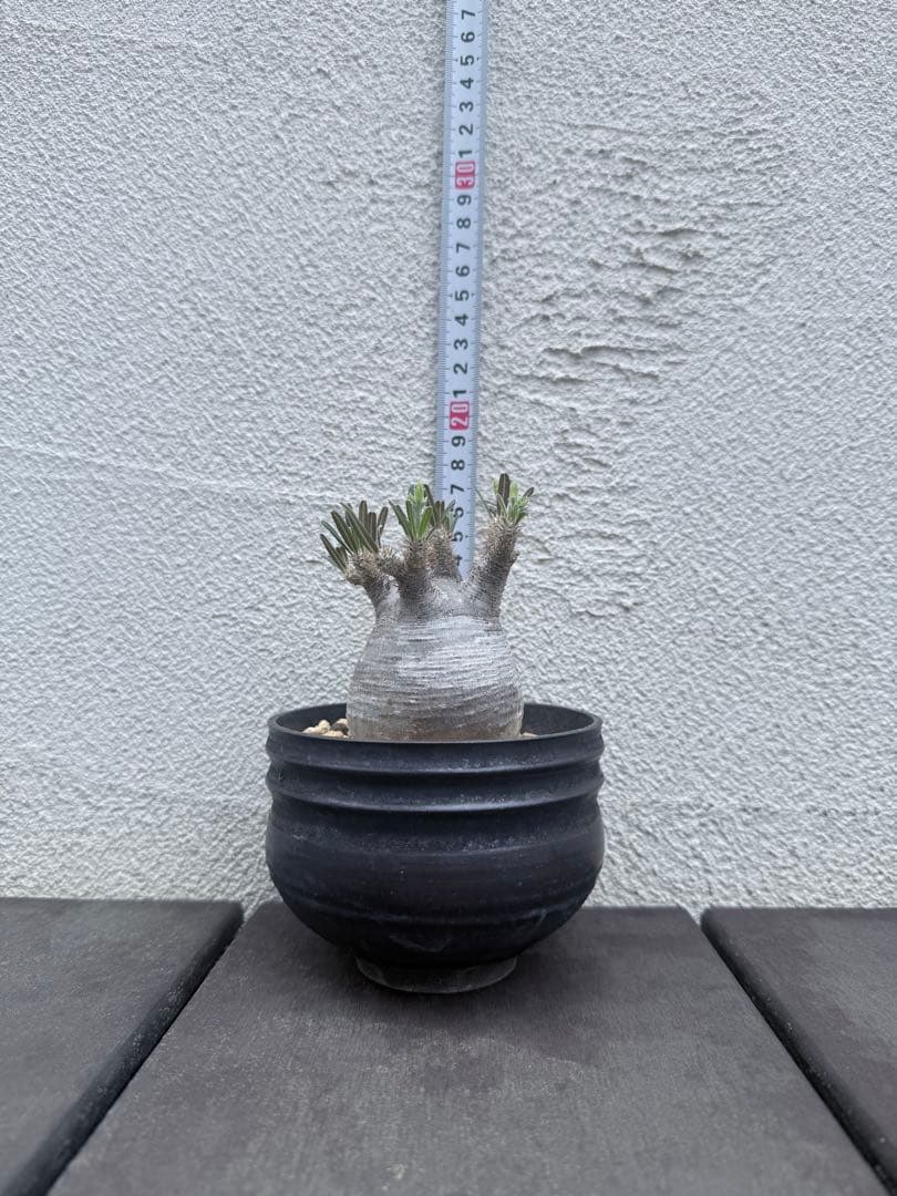 25/6/7出品　パキポディウムグラキリス(現地球)閑野淳 (鉢込み)