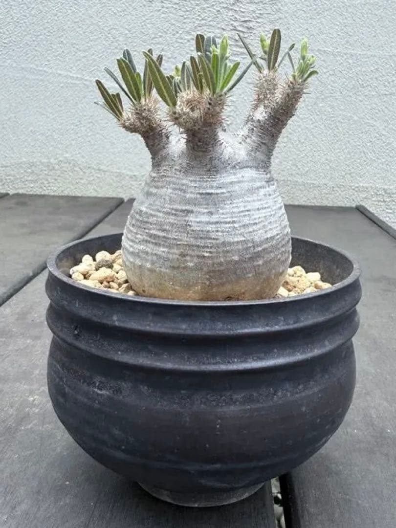 25/6/7出品　パキポディウムグラキリス(現地球)閑野淳 (鉢込み)