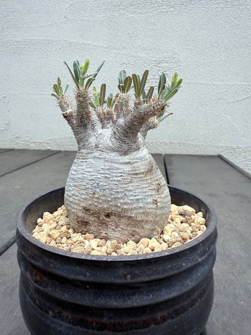 25/6/7出品　パキポディウムグラキリス(現地球)閑野淳 (鉢込み)