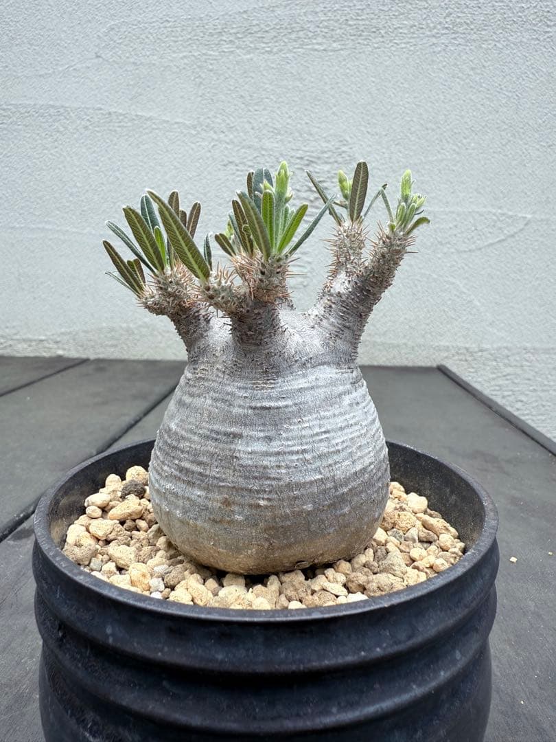 25/6/7出品　パキポディウムグラキリス(現地球)閑野淳 (鉢込み)