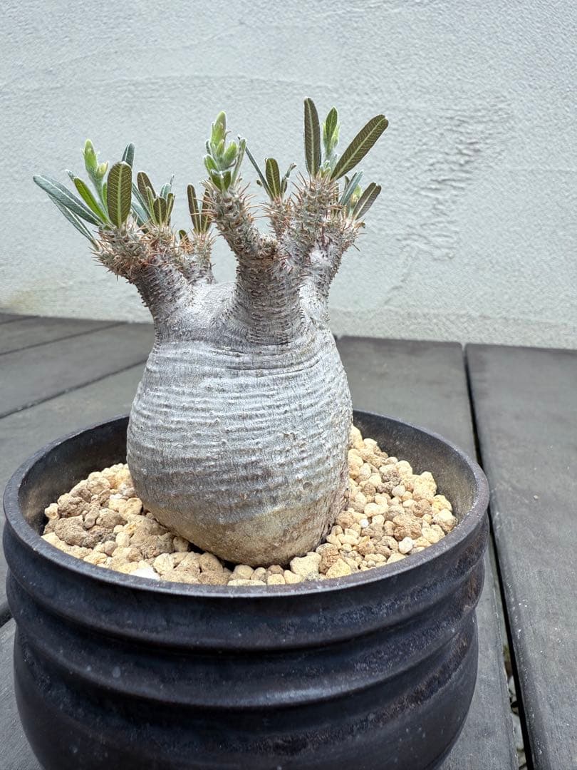 25/6/7出品　パキポディウムグラキリス(現地球)閑野淳 (鉢込み)