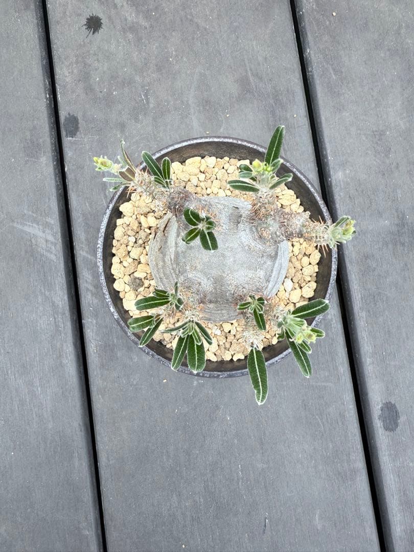 25/6/7出品　パキポディウムグラキリス(現地球)閑野淳 (鉢込み)