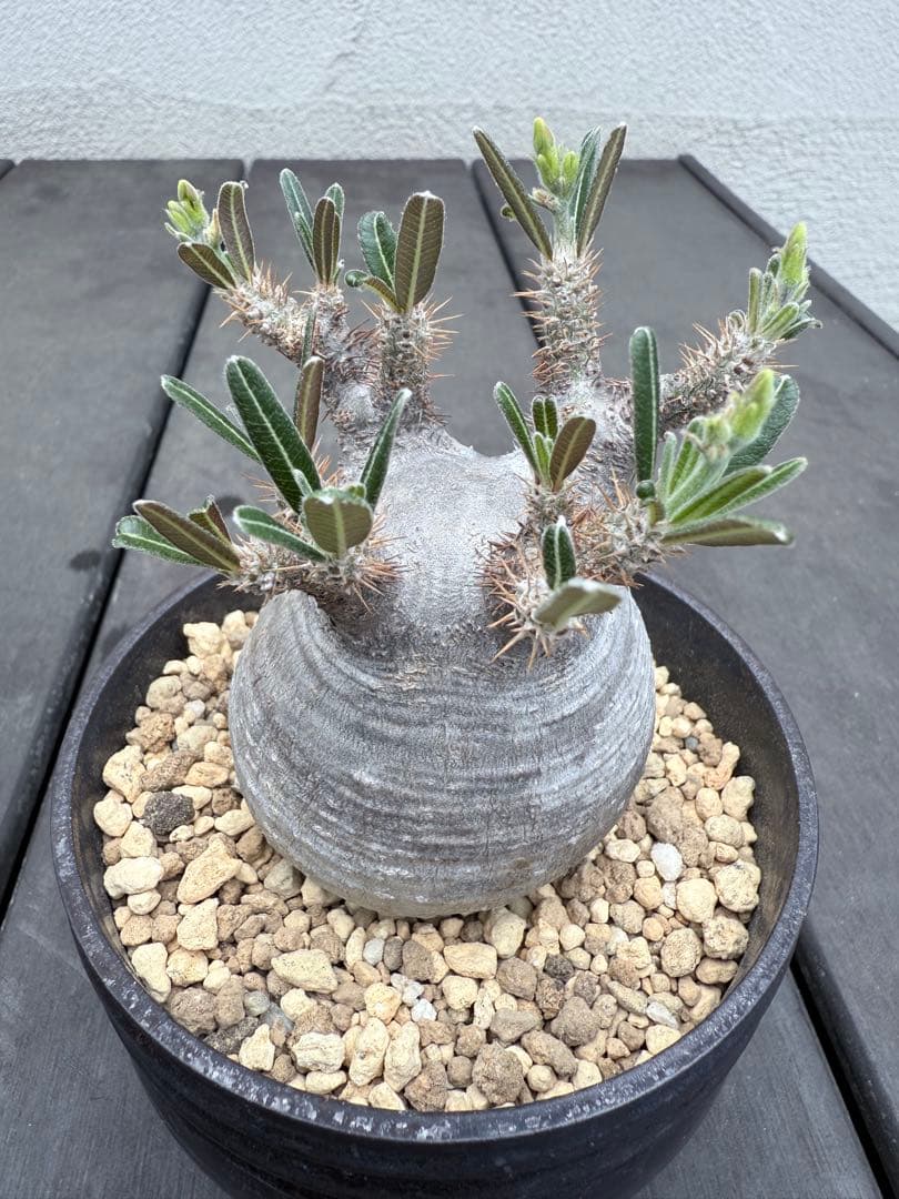 25/6/7出品　パキポディウムグラキリス(現地球)閑野淳 (鉢込み)