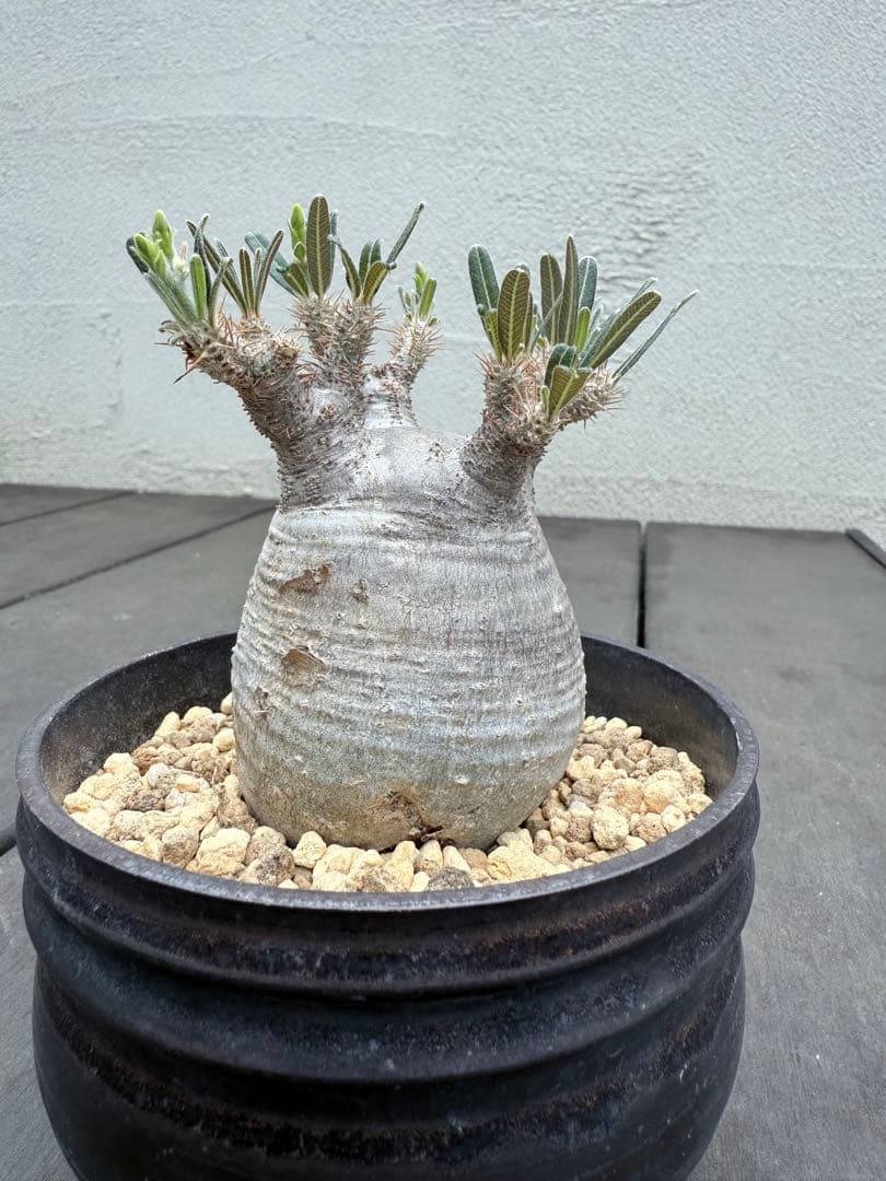 25/6/7出品　パキポディウムグラキリス(現地球)閑野淳 (鉢込み)