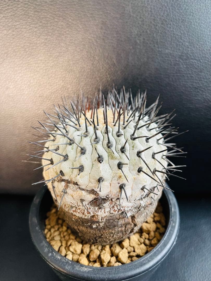 美株 希少種 コピアポア コルムナアルバ 孤竜丸 現地球