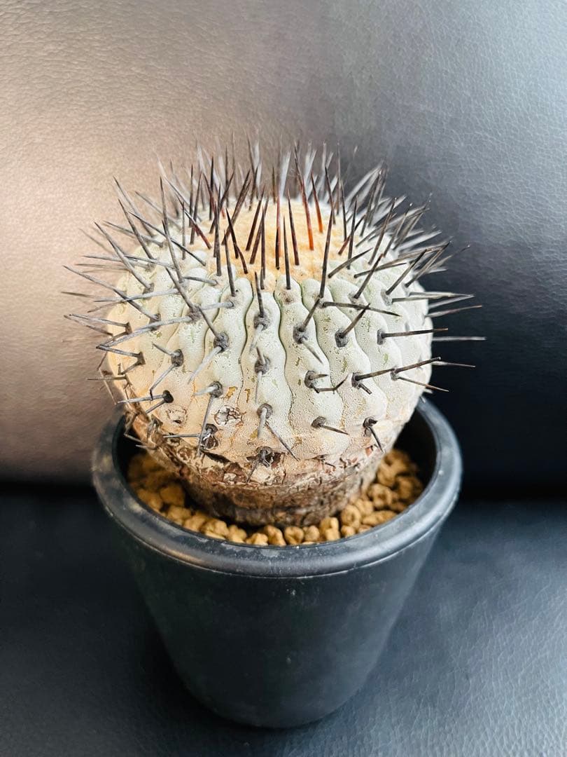 美株 希少種 コピアポア コルムナアルバ 孤竜丸 現地球