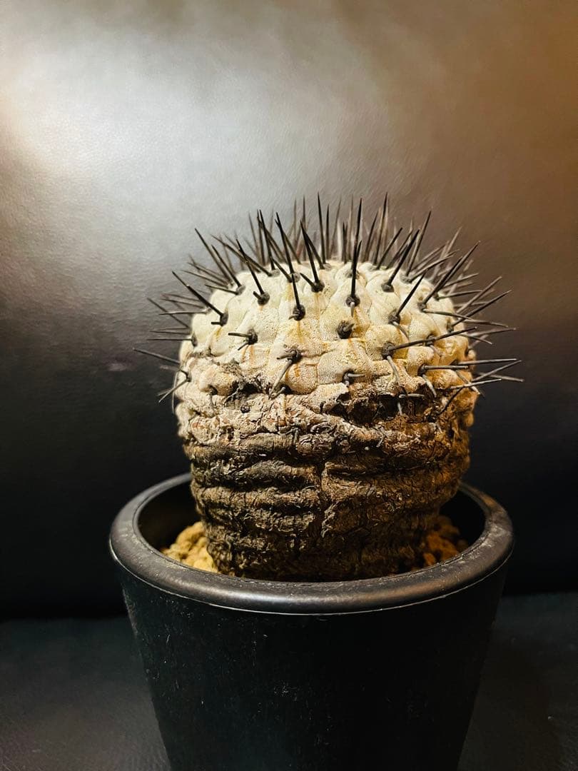 美株 希少種 コピアポア コルムナアルバ 孤竜丸 現地球