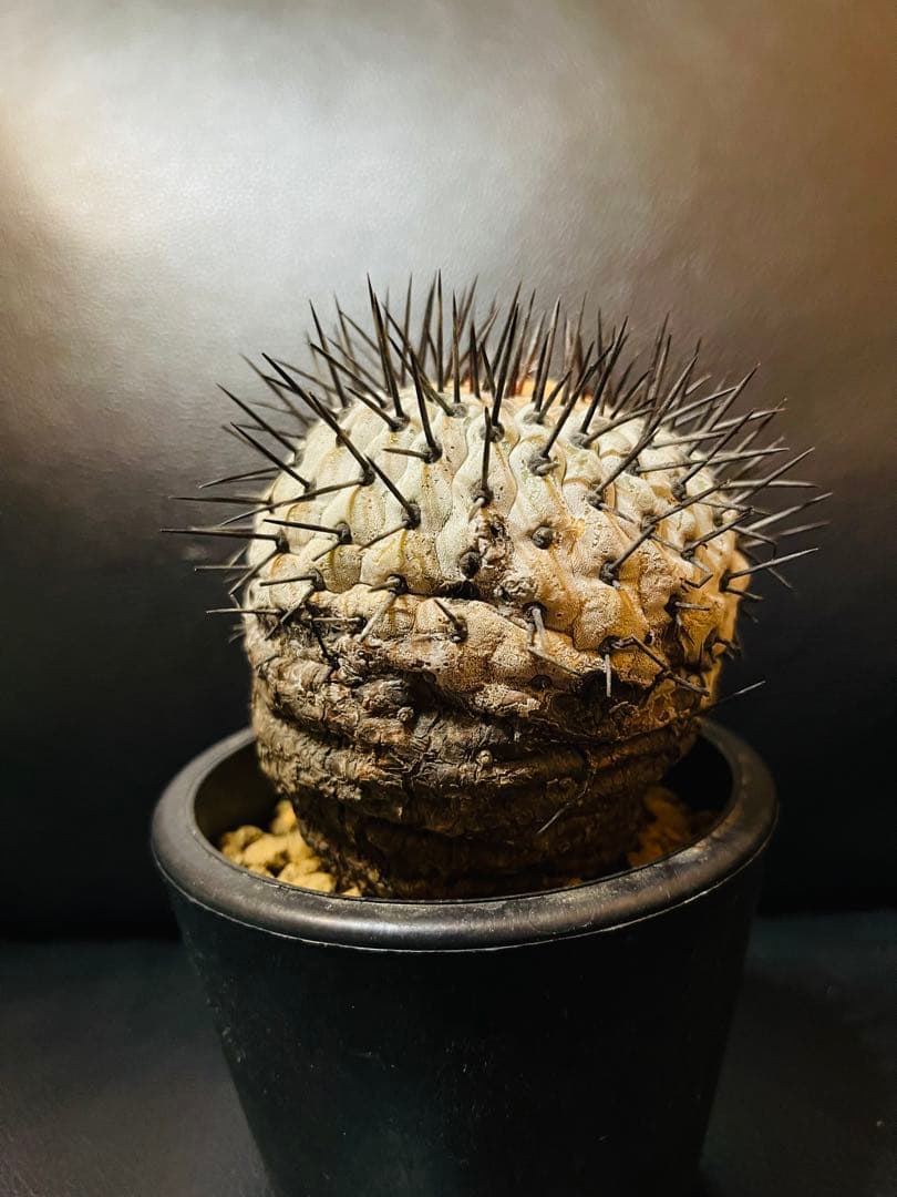 美株 希少種 コピアポア コルムナアルバ 孤竜丸 現地球