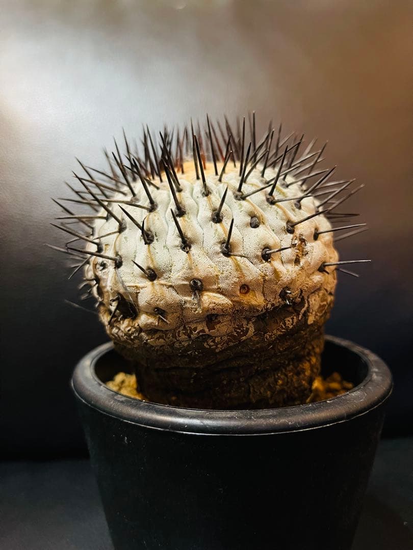 美株 希少種 コピアポア コルムナアルバ 孤竜丸 現地球