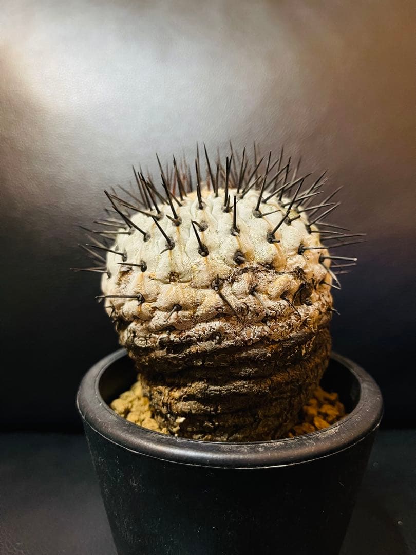 美株 希少種 コピアポア コルムナアルバ 孤竜丸 現地球