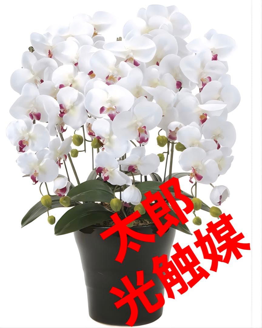 光触媒　人工観葉植物　ウォールグリーン　クィーン胡蝶蘭5本w/ab高さ74センチ