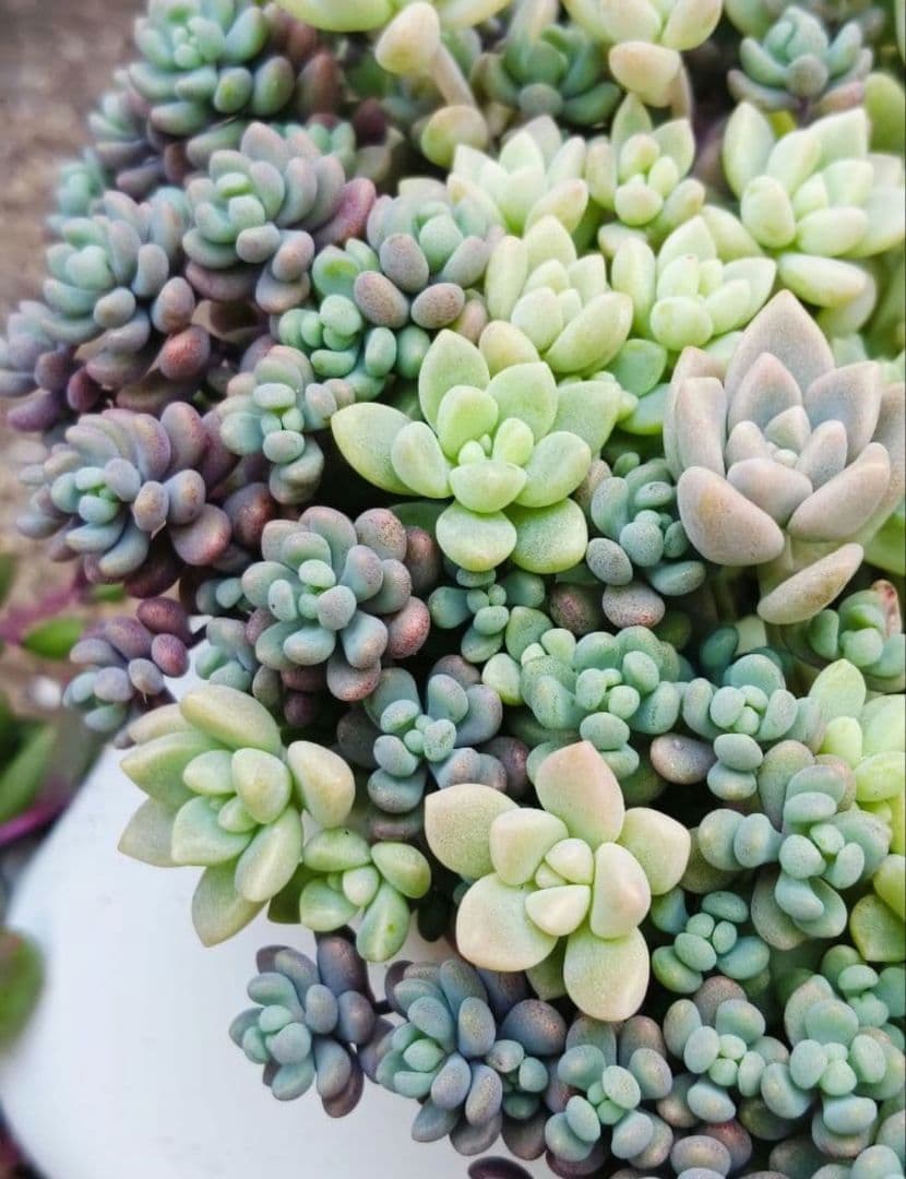 多肉植物 セダム 姫秋麗×プロリフィカ8カット&パープルヘイズ20カット