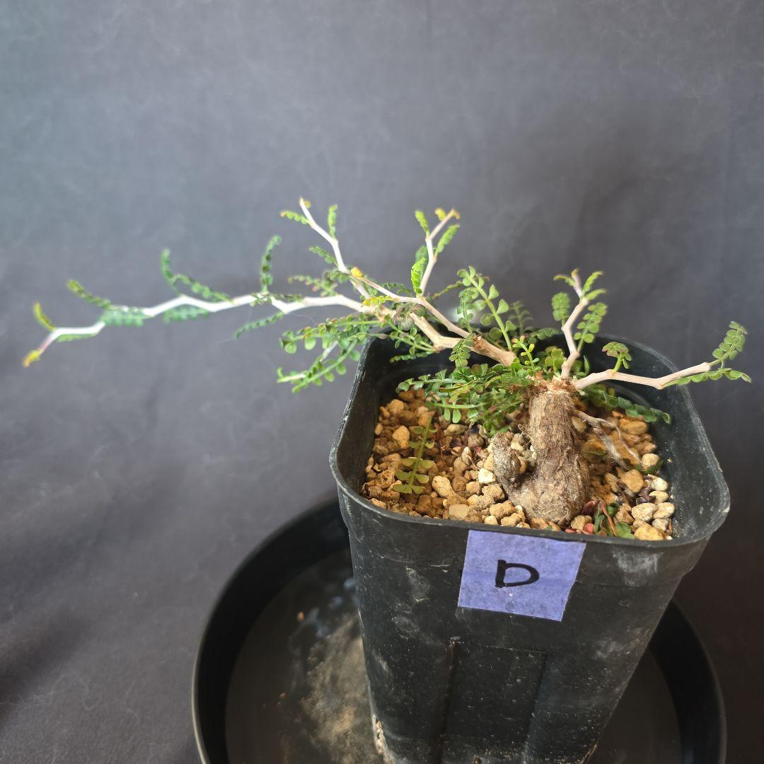 最終値下げ オペルクリカリア パキプス 根挿し D - メルカリ