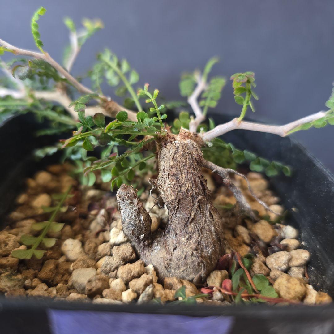 最終値下げ オペルクリカリア パキプス 根挿し D - メルカリ