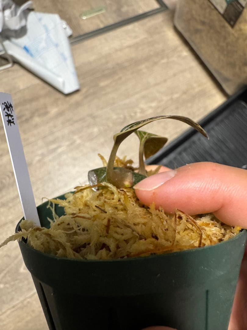 ジュエルオーキッド　THE GAKI 「黄桜」三連休セール！