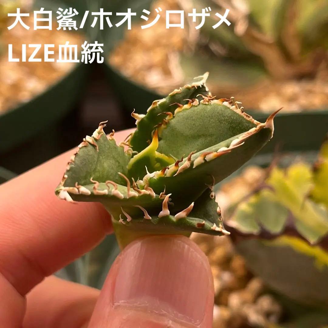 アガベ大白鯊ホホジロザメ子株Lize産