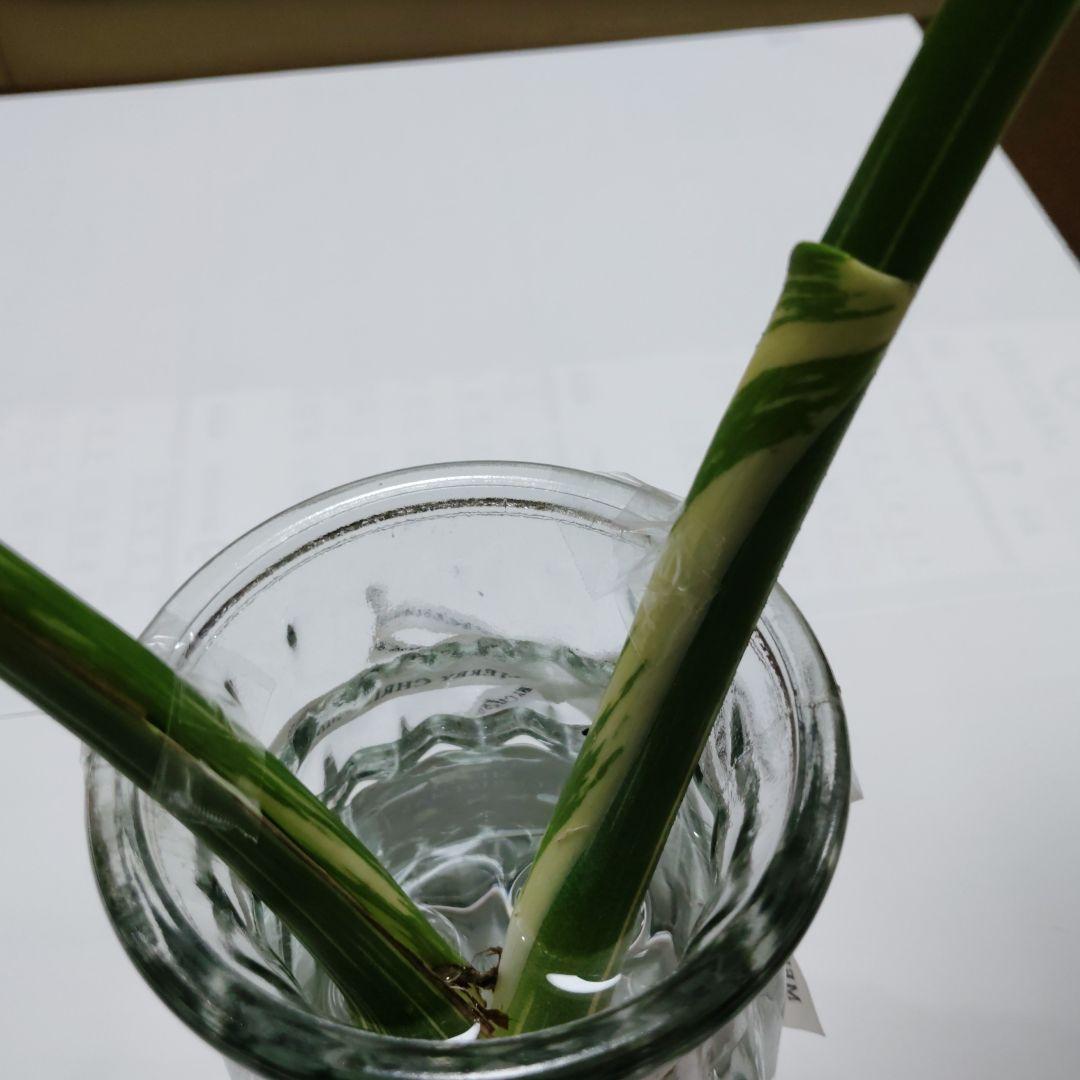 け*ん様 希少 モンステラ デリシオーサ スターライト トップ カット