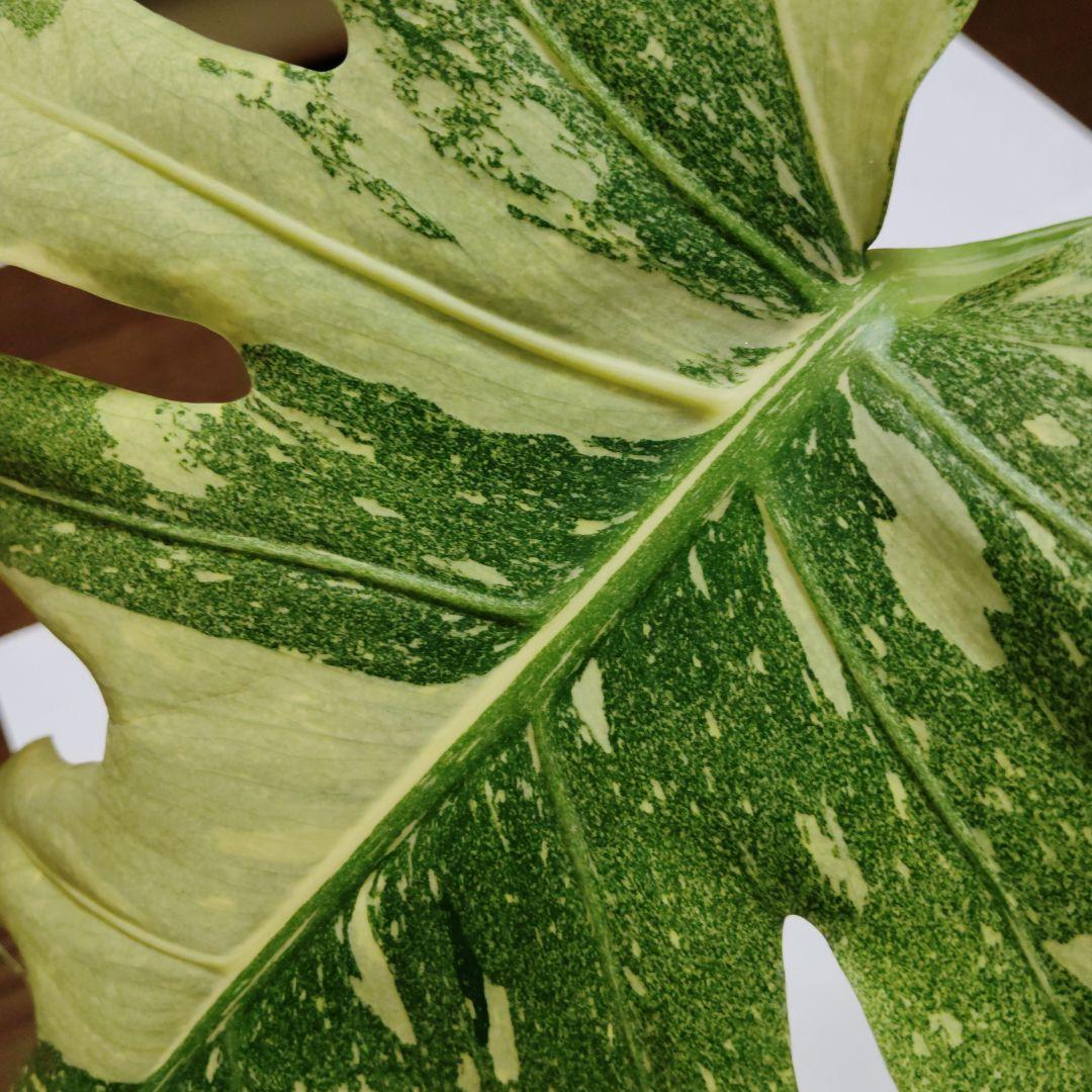 け*ん様 希少 モンステラ デリシオーサ スターライト トップ カット