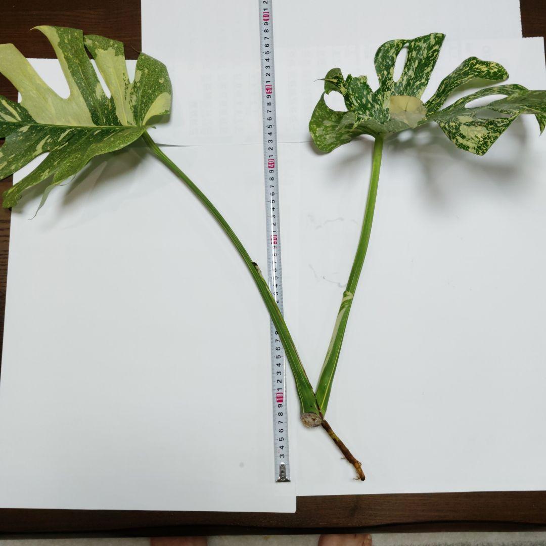 け*ん様 希少 モンステラ デリシオーサ スターライト トップ カット